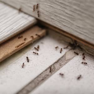 How to get rid of ants: A room-by-room, step-by-step guide